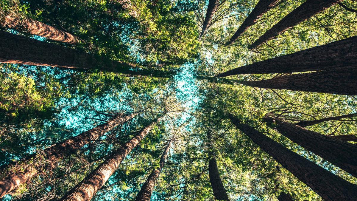 A sequoia forest as seen looking straight up toward the blue sky from below.